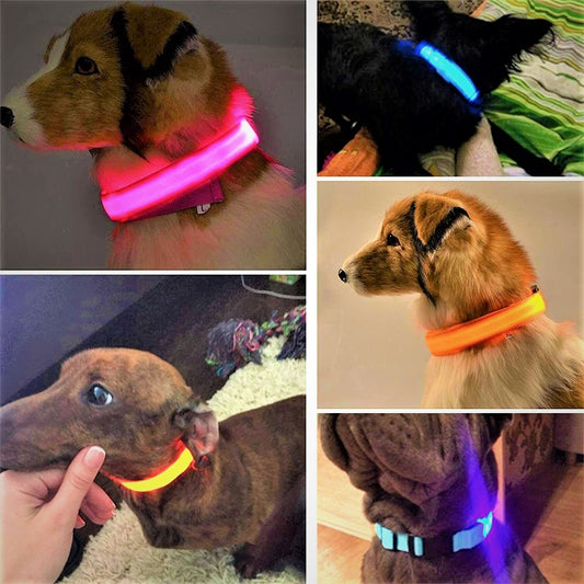 Collar Luminoso de Noche Led para Perros